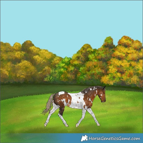 Horse Color:White Spotted Chocolate Palomino Tobiano Rabicano 