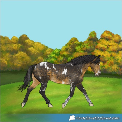 Horse Color:White Spotted Buckskin Tobiano Rabicano 