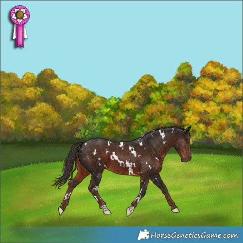Horse Color:White Spotted Liver Chestnut 
