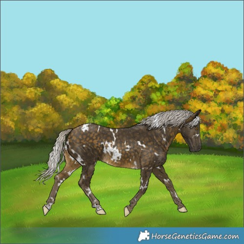 Horse Color:White Spotted Silver Buckskin 