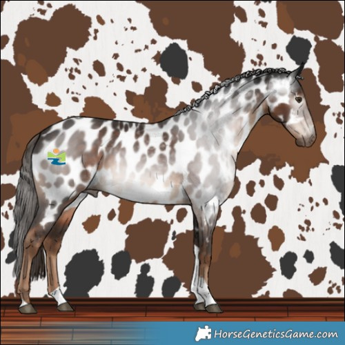Horse Color:Gray Liver Chestnut Tobiano Near Leopard 