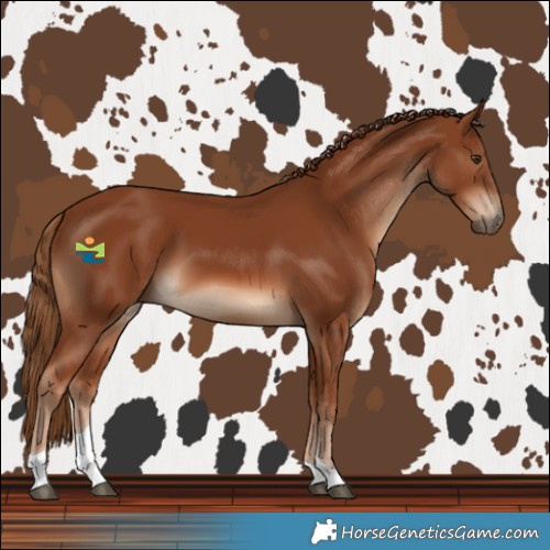 Horse Color:Chestnut Tobiano 