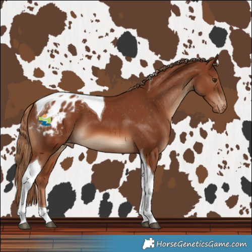 Horse Color:Chestnut Tobiano Blanket 