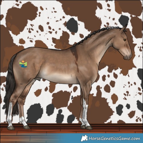 Horse Color:Liver Red Dun Tobiano 