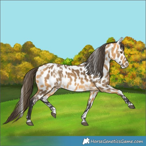 Horse Color:White Spotted Buckskin Appaloosa 