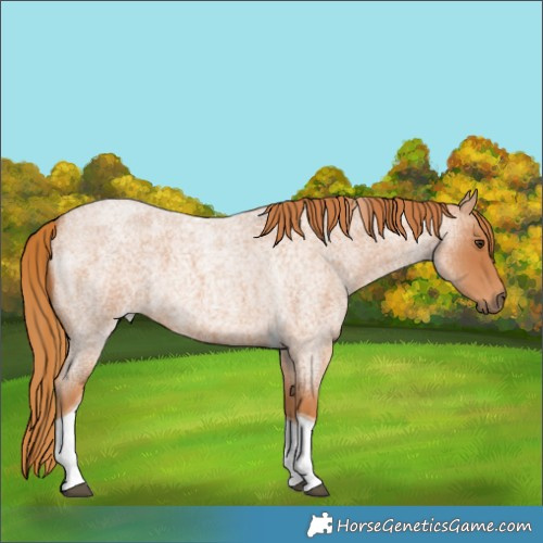 Horse Color:Red Roan Tobiano 