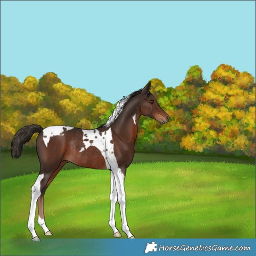 Horse Color:Liver Chestnut Tobiano Rabicano 