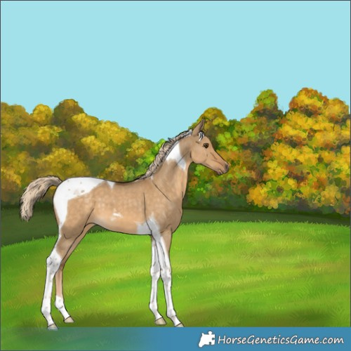 Horse Color:Chocolate Palomino Dun Tobiano 