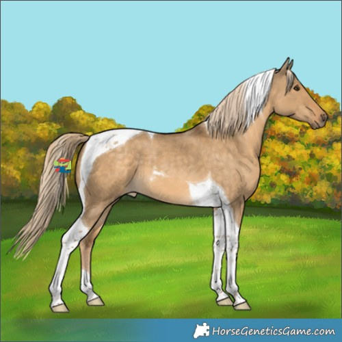 Horse Color:Chocolate Palomino Dun Tobiano 