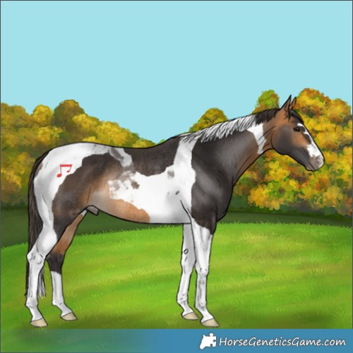 Horse Color:Buckskin Tobiano Rabicano