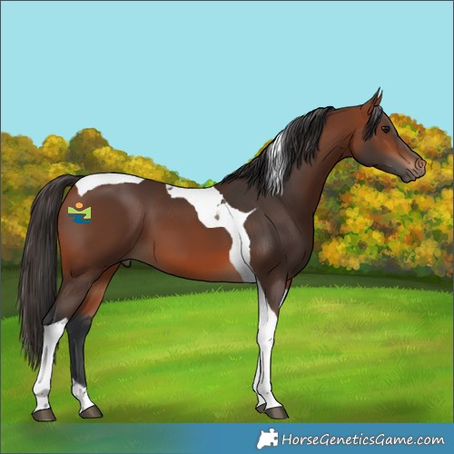 Horse Color:Bay Tobiano