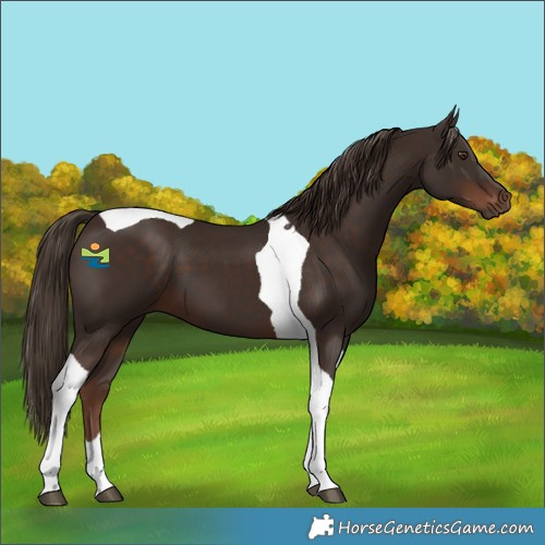 Horse Color:Liver Chestnut Tobiano 