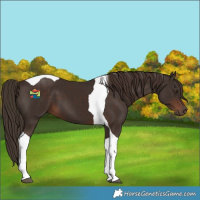 Horse Color:Liver Chestnut Tobiano