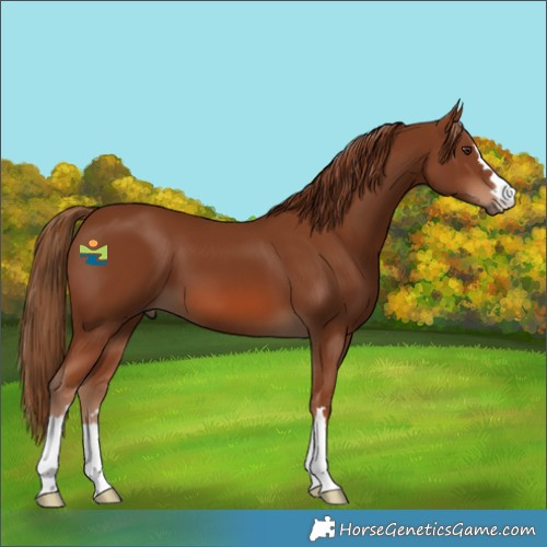 Horse Color:Chestnut 