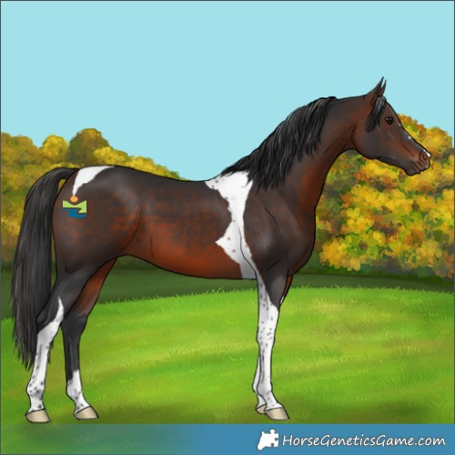 Horse Color:Brown Tobiano 