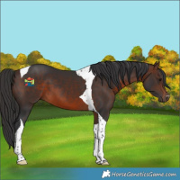 Horse Color:Brown Tobiano