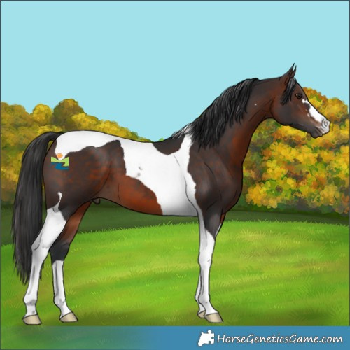 Horse Color:Brown Tobiano