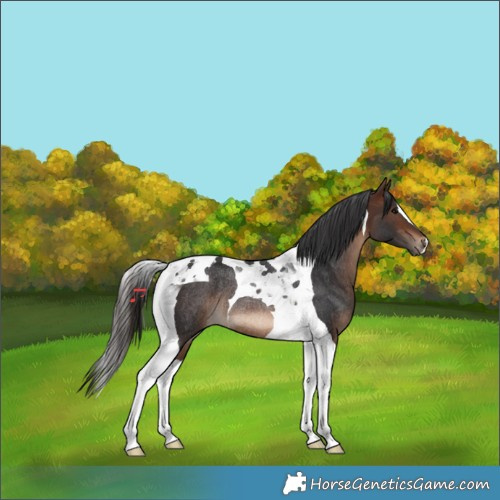 Horse Color:Brown Tobiano Rabicano 