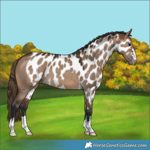 Horse Color:Brown Dun Skewed Appaloosa 