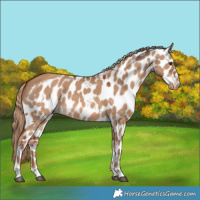 Horse Color:Red Dun Skewed Appaloosa