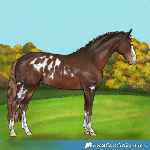 Horse Color:Liver Chestnut Skewed Appaloosa 