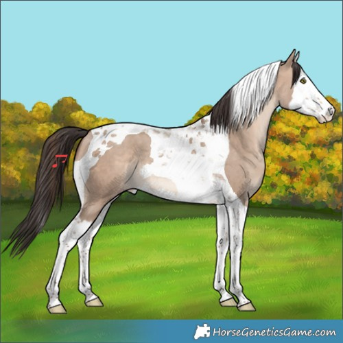 Horse Color:Sable Champagne Dun Splash Tobiano 