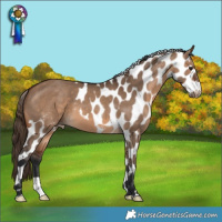 Horse Color:Brown Dun Skewed Appaloosa