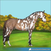Horse Color:Brown Dun Skewed Appaloosa 