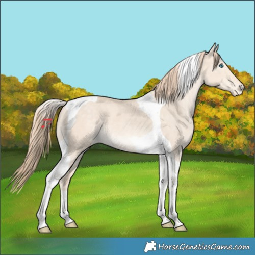 Horse Color:Perlino Dun Tobiano Varnish 