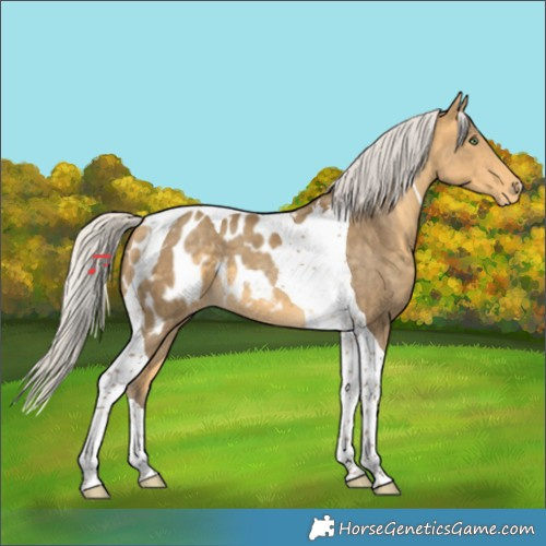 Horse Color:Silver Amber Cream Champagne Tobiano Appaloosa 