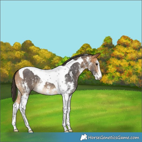 Horse Color:Buckskin Sabino Tobiano 