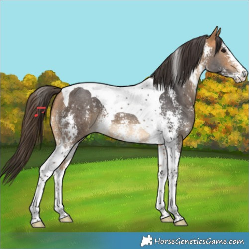 Horse Color:Buckskin Sabino Tobiano 