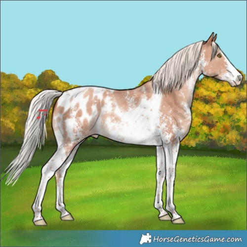 Horse Color:Silver Amber Champagne Sabino Tobiano Appaloosa 