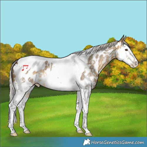 Horse Color:Silver Buckskin Dun Sabino Splash Tobiano Appaloosa 