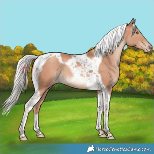 Horse Color:Silver Sable Champagne Tobiano 