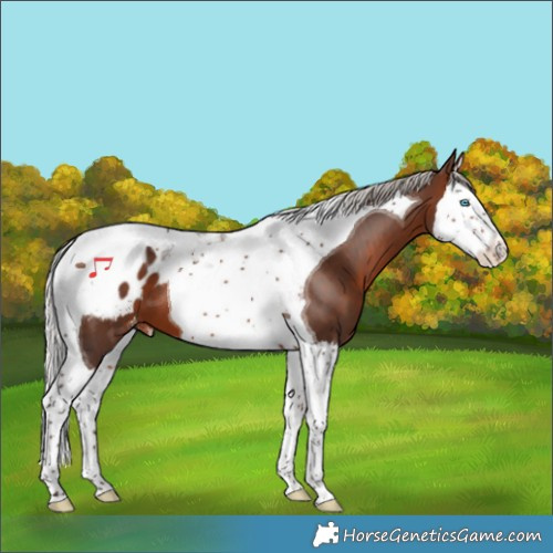 Horse Color:Silver Brown Splash Tobiano Appaloosa 