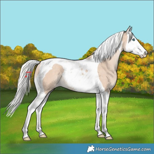 Horse Color:Silver Perlino Splash Tobiano 