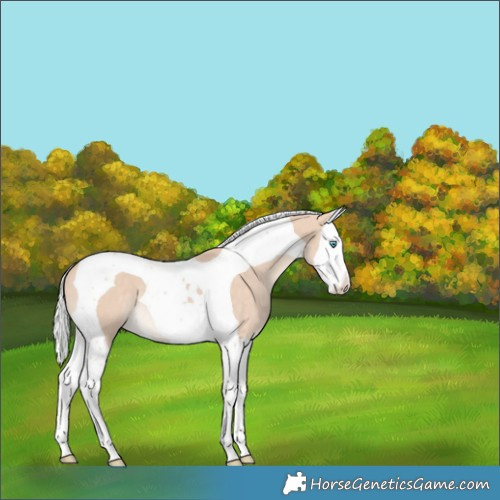 Horse Color:Silver Perlino Splash Tobiano 