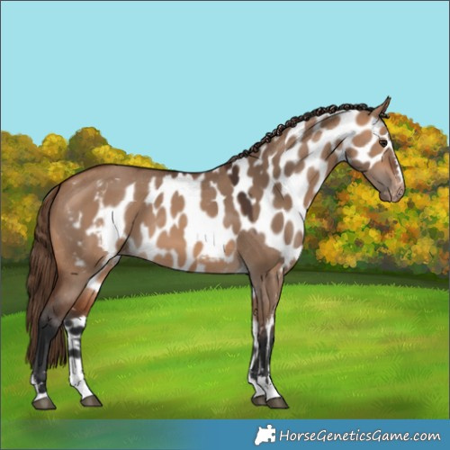 Horse Color:Bay Dun Skewed Appaloosa