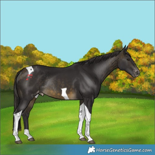 Horse Color:Buckskin Tobiano Varnish Rabicano 