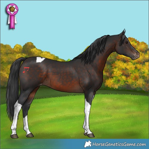 Horse Color:Brown Tobiano Appaloosa 