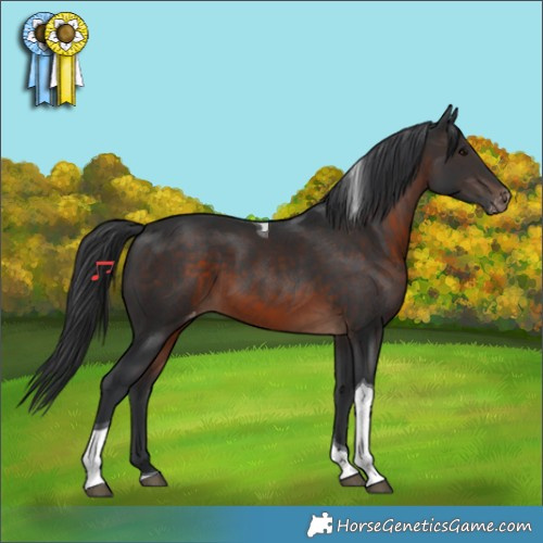 Horse Color:Brown Tobiano Appaloosa 