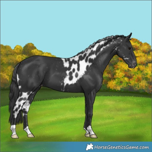 Horse Color:Black Skewed Appaloosa 