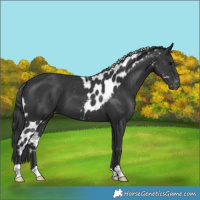 Horse Color:Black Skewed Appaloosa