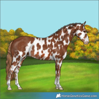 Horse Color:Chestnut Skewed Appaloosa