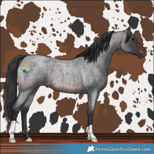 Horse Color:Brown Roan 