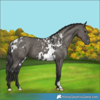 Horse Color:Grullo Skewed LP Spotted 