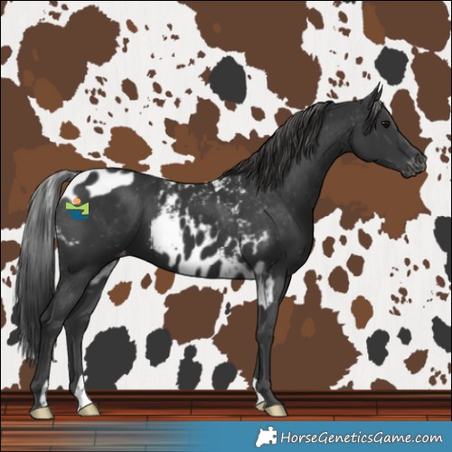 Horse Color:Black Skewed LP Spotted 