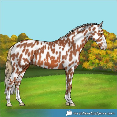 Horse Color:Chestnut Skewed Appaloosa