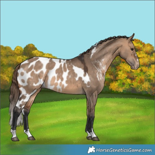 Horse Color:Bay Dun Skewed Appaloosa 